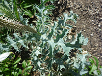 Spiny leaf, Spiny leaf of argemone munita ssp argentea, in Tubb Canyon, Anza Borrego Desert State Park, California