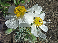 Yellow stamens