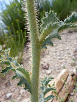 Stem and alternate leaves