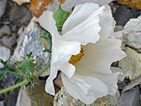 Large petals