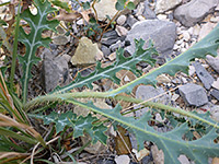 Crested Prickly Poppy