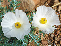 Two white flowers