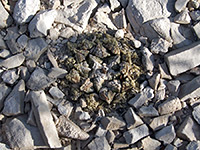 Symmetric rosette of the living rock cactus