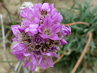 Armeria maritima