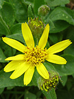 Arnica latifolia