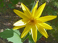 photograph