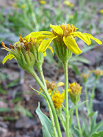 Stems and phyllaries