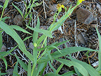 Longleaf Arnica