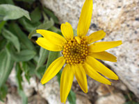 Longleaf arnica