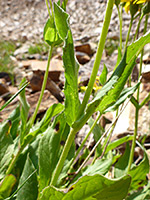 Opposite stem leaves