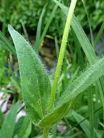 Hairy, opposite leaves