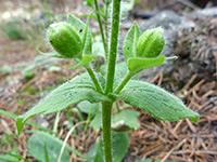 Hairy Arnica