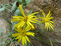 Three flowers