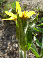 Upper stem leaves