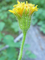 Arnica parryi