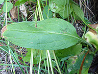 Broad leaf