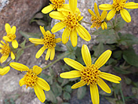 Group of flowerheads