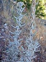 Stems and leaves