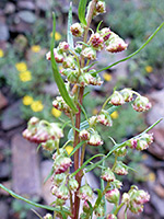 Artemisia dracunculus