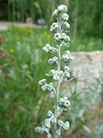 Artemisia ludoviciana