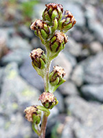 Artemisia norvegica