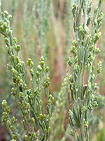 Artemisia nova
