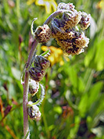 Artemisia scopulorum