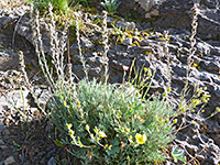 Stems and leaves