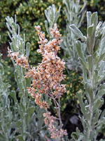 Artemisia tridentata