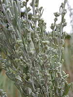 Grey-green stems