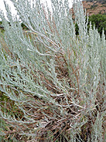 Big Sagebrush