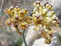 Whitestem Milkweed