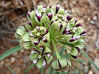 Asclepias asperula