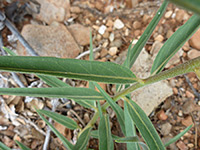 Narrow leaves