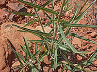 Stems and leaves