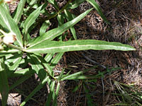 Long, narrow leaves