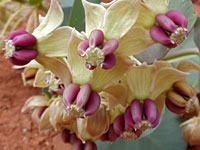 Asclepias cryptoceras
