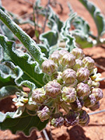 Leaves and buds