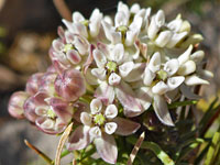 Flower cluster