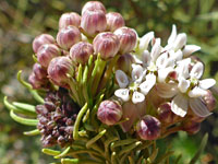 Purplish buds