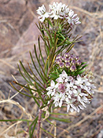 Leaves and flowers