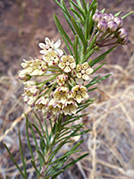 Yellowish flowers