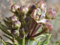 Pineapple milkweed