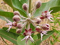 Spherical inflorescence