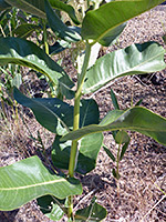 Leaves and stem