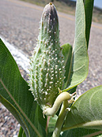 Showy Milkweed