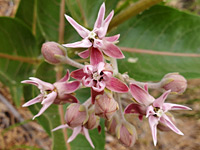 Reddish-pink flowers