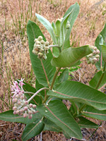 Leaves and flowers