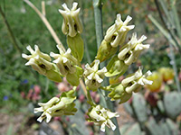 Asclepias subulata