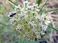 Horsetail milkweed